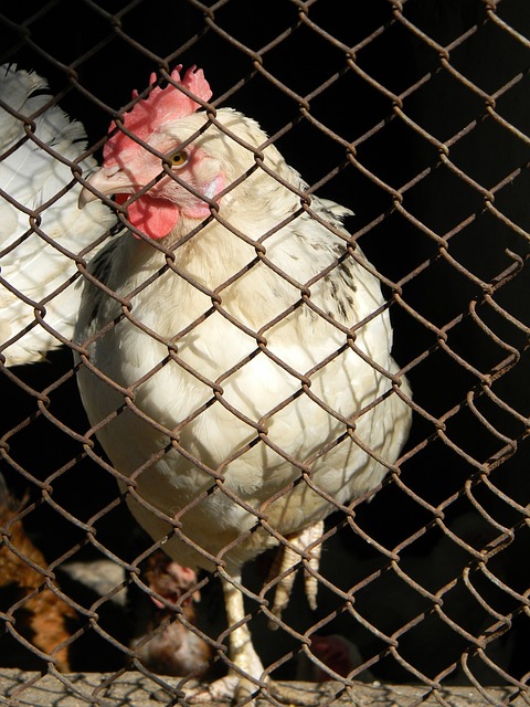 波波维奇的 波波维奇的